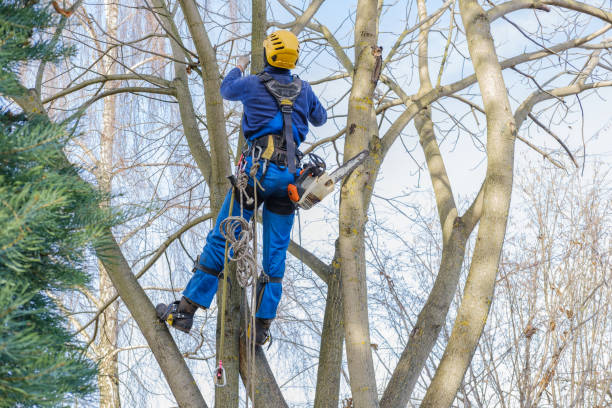 How Our Tree Care Process Works  in  Gassville, AR